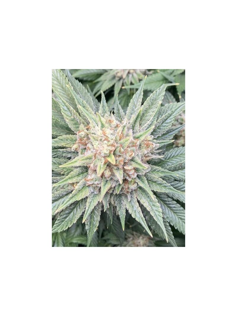 Экспресс DO-SI-DOS, Фасовка: 5, изображение 3